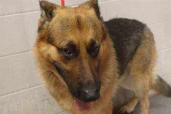MAXY -  Mixed Breed Dog for Adoption in Columbia, South Carolina - MAXY | PetCurious