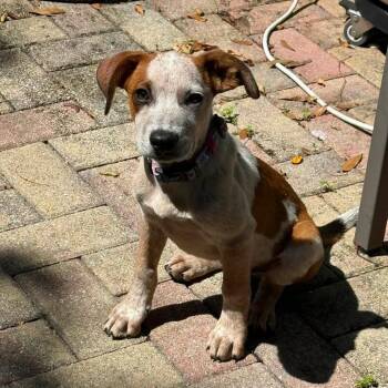 Bingo -  Mixed Breed Dog for Adoption - Bingo | PetCurious