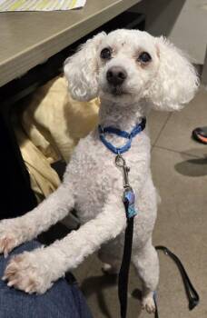 Sandy -  Bichon Frise and Mixed Breed Dog for Adoption in Bellevue, Washington - Sandy | PetCurious