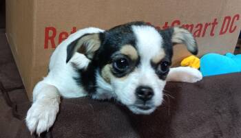 Chihuahua and Pug Dogs Available for Adoption - Molly | PetCurious