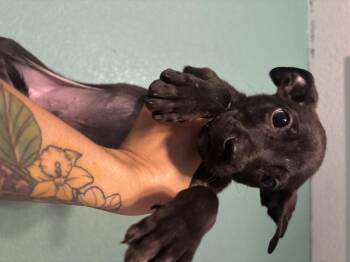 Rescue Mixed Breed Dogs for Adoption in Lorida, Florida - Pugsley | PetCurious