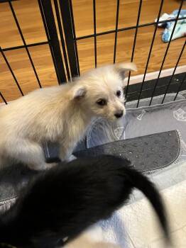 Terrier Dogs Available for Adoption - Greta (PW 56) | PetCurious