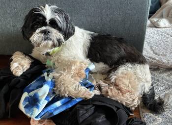 Shih Tzu Dogs Available for Adoption - Cowi | PetCurious