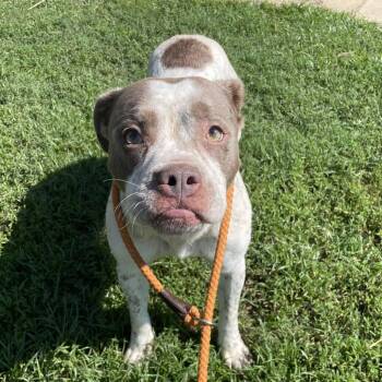 Taylor -  Mixed Breed Dog for Adoption in Chattanooga, Tennessee - Taylor | PetCurious