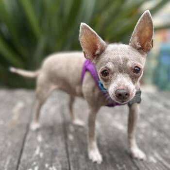 Fritter -  Chihuahua Dog for Adoption in Pacific Grove, California - Fritter | PetCurious