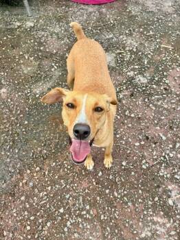 Sven -  Mixed Breed Dog for Adoption in Georgetown, South Carolina - Sven | PetCurious