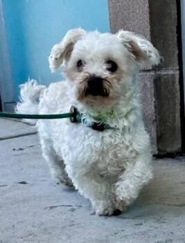 Canelo -  Maltipoo Dog Available for Adoption in San Jose, California - Canelo | PetCurious