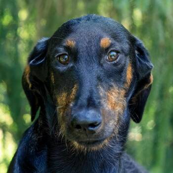 Isles -  Doberman Pinscher and Standard Poodle Dog for Adoption in Versailles, Kentucky - Isles | PetCurious