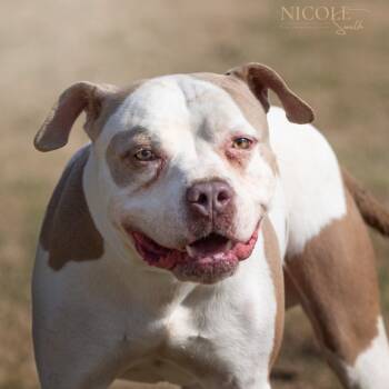 Rescue American Bulldog Dogs for Adoption in Henderson, Kentucky - Miles | PetCurious