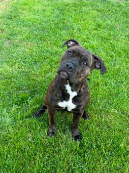 Bella -  Pit Bull Terrier Dog for Adoption in Churchville, New York - Bella | PetCurious