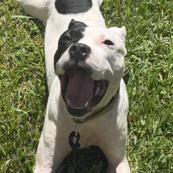 Cowboy -  Pit Bull Terrier Dog for Adoption in Sunrise, Florida - Cowboy | PetCurious