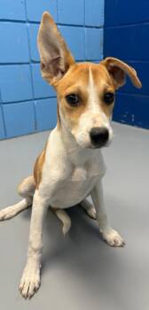 Sailor (Sx3) -  Hound Dog for Adoption in Hartsville, South Carolina - Sailor (Sx3) | PetCurious