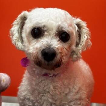 Sparkles -  Bichon Frise and Mixed Breed Dog for Adoption in Merriam, Kansas - Sparkles | PetCurious