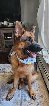 Rescue German Shepherd Dog Dogs for Adoption in Holbrook, New York - King | PetCurious