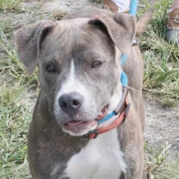 Rescue Pit Bull Terrier Dogs for Adoption in Gloucester, Virginia - Sophie | PetCurious