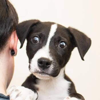 Beans -  Mixed Breed Dog for Adoption in Middletown, Rhode Island - Beans | PetCurious