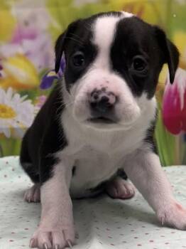 Chihuahua and Mixed Breed Dogs Available for Adoption in San Antonio, Texas - Radon | PetCurious