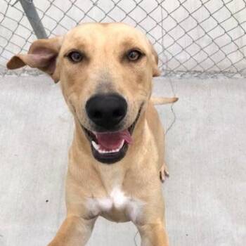 Toffee -  Labrador Retriever and Mixed Breed Dog for Adoption in Kansas City, Missouri - Toffee | PetCurious