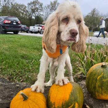Rescue Cocker Spaniel Dogs for Adoption in Frankfort, Kentucky - Gus 5646 D | PetCurious