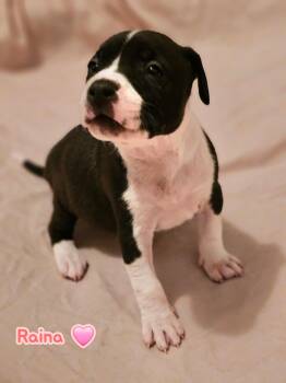 Mixed Breed Dogs Available for Adoption in Holly Springs, North Carolina - Raina - Stormie Litter | PetCurious