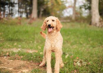 Rescue Goldendoodle Dogs for Adoption in Gradyville, Kentucky - Sydney | PetCurious