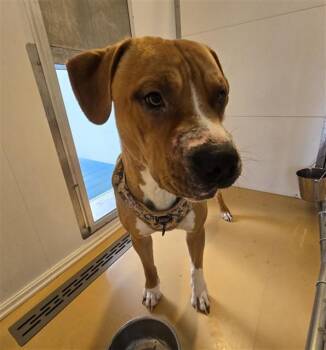 Pit Bull Terrier and Mixed Breed Dogs Available for Adoption in Casper, Wyoming - MONGO | PetCurious