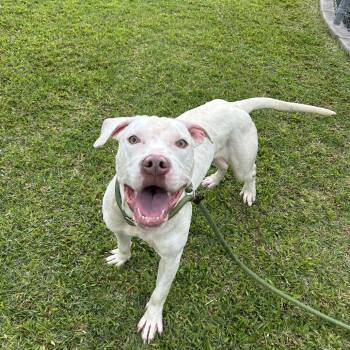 Baby Beluga -  Mixed Breed Dog for Adoption in Kailua-kona, Hawaii - Baby Beluga | PetCurious