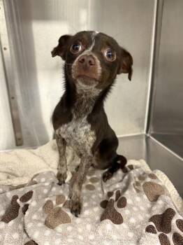 PICASSO -  Chihuahua and Mixed Breed Dog for Adoption in Indianapolis, Indiana - PICASSO | PetCurious
