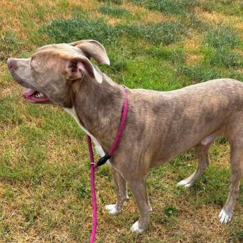 Jerico -  Terrier and Mixed Breed Dog for Adoption in Hackett, Arkansas - Jerico | PetCurious
