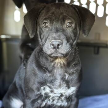 Hound and Shar Pei Dogs Available for Adoption in Ellicott City, Maryland - Dante | PetCurious