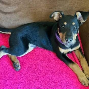 Terrier Dogs Available for Adoption in Holiday Hills, Illinois - Scout | PetCurious
