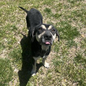 Tina -  Mixed Breed Dog Available for Adoption in Ottawa, Kansas - Tina | PetCurious