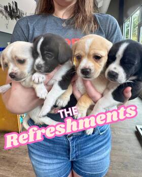 The Refreshments -  Chihuahua Dog for Adoption in Portland, Oregon - The Refreshments | PetCurious