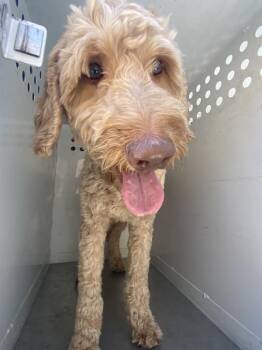 Frank -  Standard Poodle Dog for Adoption in Victorville, California - Frank | PetCurious