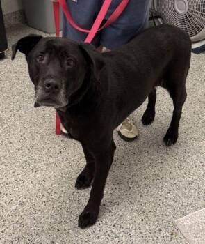 Mylo -  Labrador Retriever and Mixed Breed Dog for Adoption in Kansas City, Missouri - Mylo | PetCurious