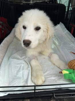 Great Pyrenees Dogs Available for Adoption in Kiowa, Oklahoma - Michelle Visage  | PetCurious