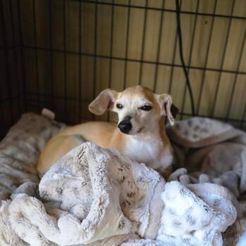 Chihuahua and Mixed Breed Dogs Available for Adoption in Rochester, Minnesota - Wilbur | PetCurious