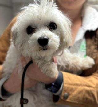 Gracie -  Maltese Dog for Adoption in Bedford Hills, New York - Gracie | PetCurious
