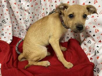Chihuahua and Mixed Breed Dogs Available for Adoption - A606942 | PetCurious