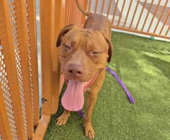 Rescue Pit Bull Terrier Dogs for Adoption in Las Vegas, Nevada - BOBA TEA | PetCurious