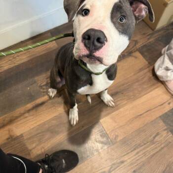 Pit Bull Terrier Dogs Available for Adoption - Jasper | PetCurious