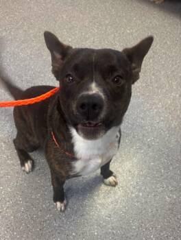 Biscuit -  Pit Bull Terrier Dog for Adoption in Watertown, New York - Biscuit | PetCurious