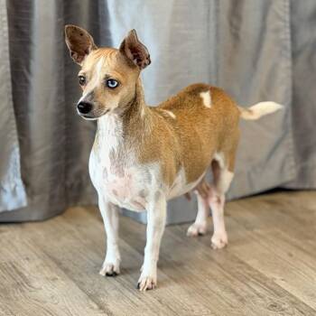 Loni -  Terrier and Mixed Breed Dog for Adoption in Green Bay, Wisconsin - Loni | PetCurious