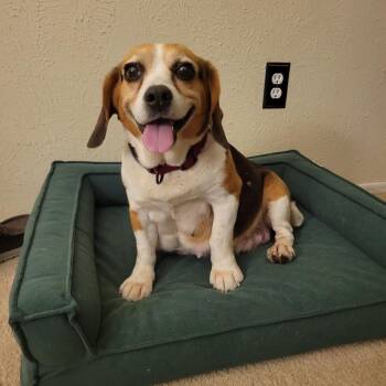 Stevie -  Beagle Dog for Adoption in Austin, Texas - Stevie | PetCurious