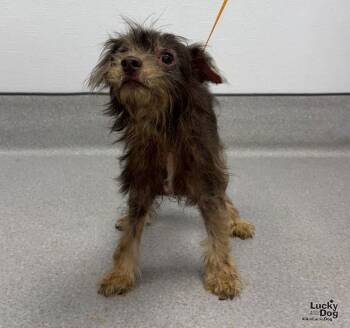Hershey -  Poodle Dog for Adoption in Washington, District Of Columbia - Hershey | PetCurious