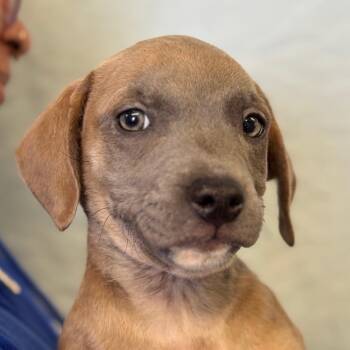 Luigi -  Pit Bull Terrier Dog for Adoption in Goleta, California - Luigi | PetCurious
