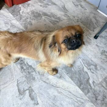 Shorty -  Pekingese Dog for Adoption in Summerlee, West Virginia - Shorty | PetCurious