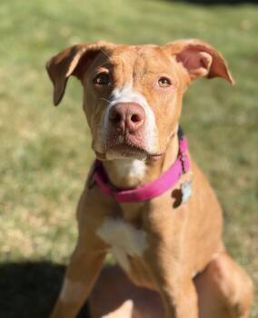 Rescue Pit Bull Terrier and Mixed Breed Dogs for Adoption in Palatine, Illinois - Strawberry Shortcake | PetCurious