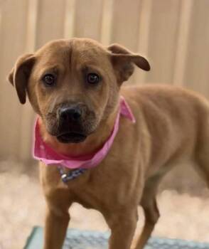 Mocha -  Shepherd Dog for Adoption in Thornton, Colorado - Mocha | PetCurious