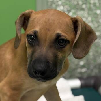 Plott Hound Dogs Available for Adoption in Calverton, New York - Patrick | PetCurious